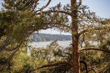 Fototapeta premium Hidden viewpoint through pine branches overlooking a quiet lake, blending woodland scenery with themes of discovery and tranquility.