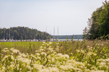 Obraz premium Marina with sailing yachts beyond reed beds, tranquil lakeside landscape combining boating and nature