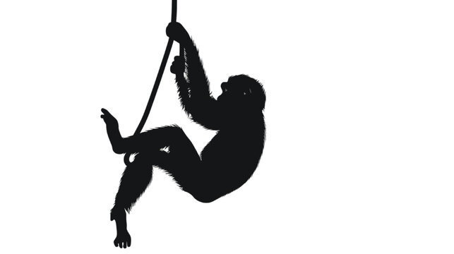 Monkey silhouette grips a hanging cord while suspended in a minimalist composition.