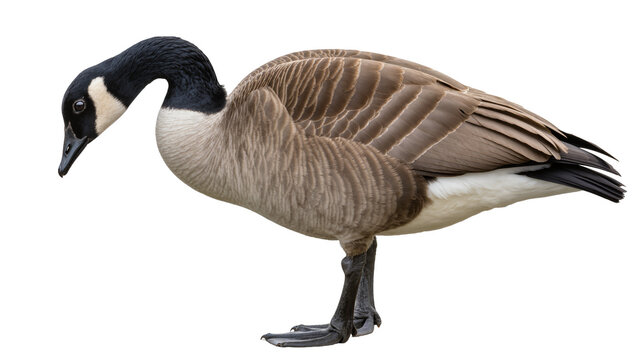 Canada Goose with black head and white cheek patch
