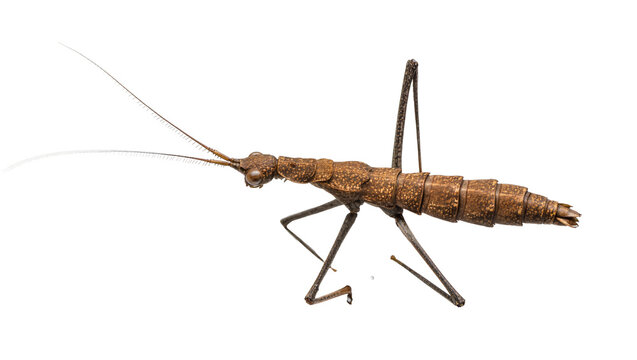 Brown stick insect with long antennae and segmented body
