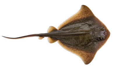 Brown spotted ray fish with long tail © Alaric