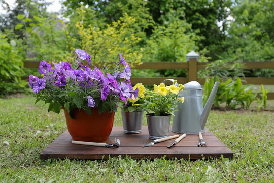On a brown wooden desk in front of the summer garden there are pots of petunia flowers, along with various gardening tools and watering can. 