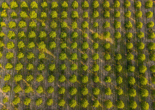 Walnut orchard rows from aerial view, agricultural green tree lines pattern, rural plantation drone shot and farming industry concept