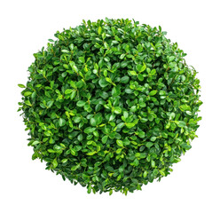 Obraz premium PNG Round lush green foliage