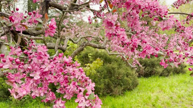 Bright pink crabapple blossoms covered in fresh raindrops fill the air with a sense of joy and peace. The vibrant flowers drape beautifully over lush, green grass on a calm spring morning.