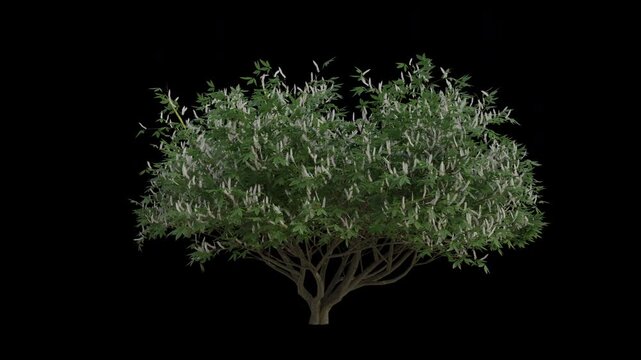 California Buckeye Tree Swaying in Wind Loop Animation with Alpha Channel. Wind Blows The Aesculus Californica Tree. Horse Chestnut Tree Leaves Swaying. Tree Branches Moving in Breeze. Transparent BG.