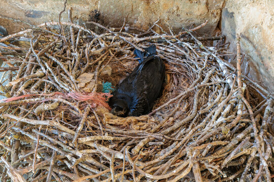 Corvus corax. Nest with a fledged chick of a large or common crow.