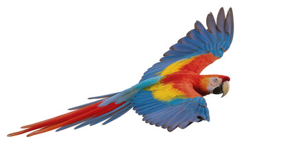 Fototapeta premium Scarlet Macaw parrot flying with colorful wings and tail