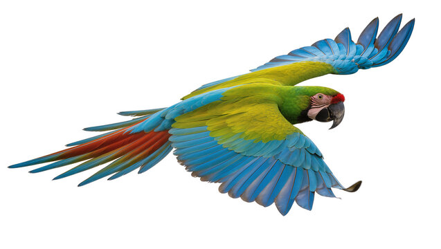 Green yellow blue red macaw parrot flying wings spread