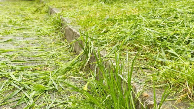 Freshly mown grass clippings rest on the wet ground alongside a concrete border after a rain. The scattered green blades evoke a refreshing, earthy feeling of a busy spring morning.