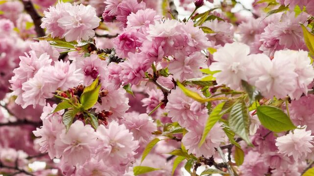 Dense clusters of pink cherry blossoms burst into life across garden branches after a light rain. The sea of soft, ruffled petals inspires a joyful, uplifting feeling of spring's peak beauty.