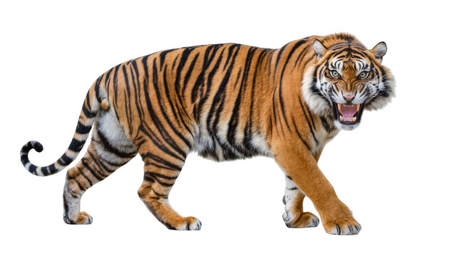 Bengal tiger walking with open mouth and bared teeth
