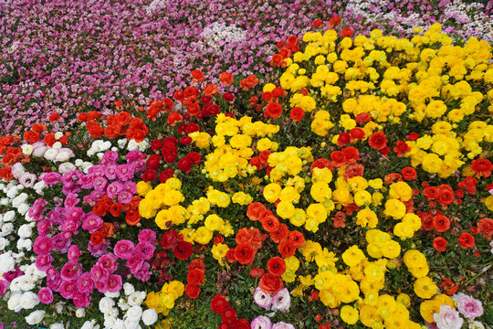 Colorful flowers background and texture 