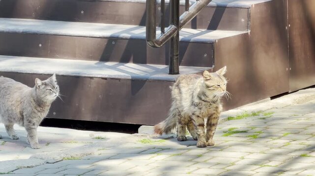 Two curious cats cross paths on a cobblestone walkway near some outdoor stairs. The bright daylight brings a sense of cautious curiosity and quiet tension to their brief encounter.