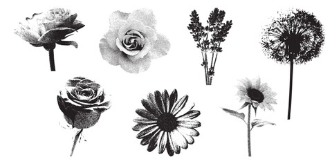 Obraz premium Summer Flower Stipple Set, Collection of Wildflowers and Garden Blooms, Floral Elements Isolated on White Background. Vector