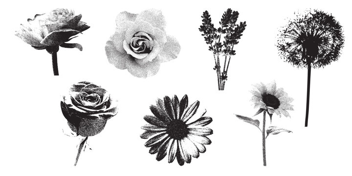 Summer Flower Stipple Set, Collection of Wildflowers and Garden Blooms, Floral Elements Isolated on White Background. Vector