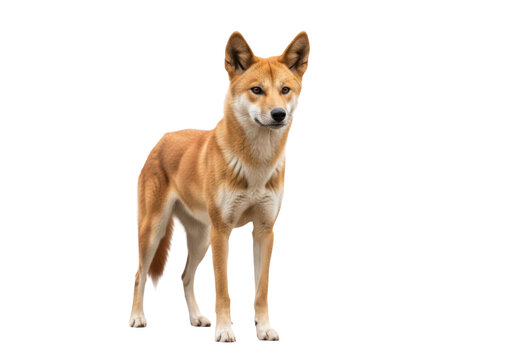 Full body shot of an australian dingo standing isolated on transparent background