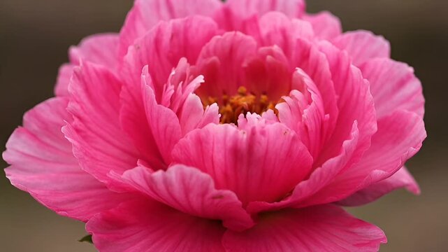 Vibrant Pink Peony Blossom in Full Bloom Captures Essence of Spring Flowers.