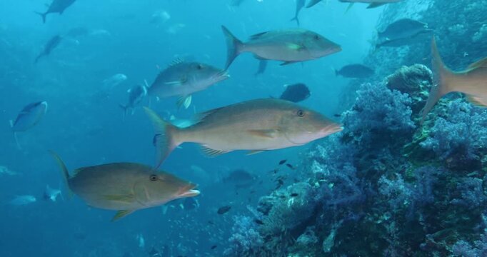 Underwater shot of schools of various small and large fish swimming and feeding around a coral reef. Seascape with passages of predatory large fish darting around in an attempt to eat the smaller ones