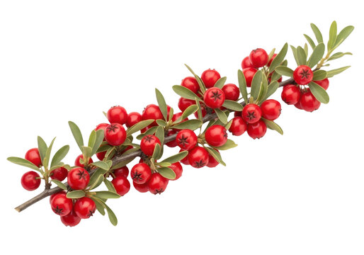 Branch of pyracantha with red berries isolated on transparent background