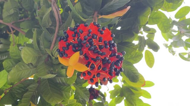 Beautiful Ochna kirkii blooming showcases vibrant colors of tropical nature. Unique Ochna kirkii blooming features bright red sepals with glossy black berry fruits surrounded by green garden leaves.