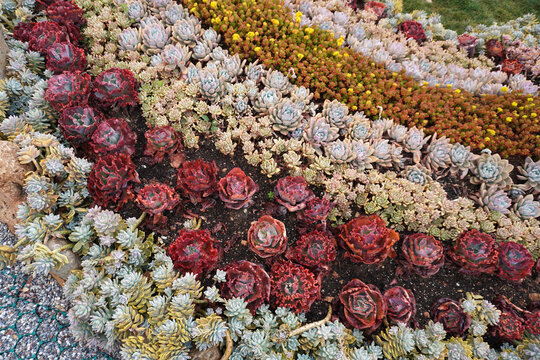 Vibrant succulent garden .The perfect low-maintenance garden inspiration
