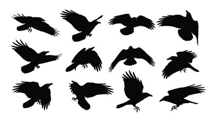 Collection of black crow silhouettes in various flight poses against a white background silhouette avian birds crows corvids feathered flying © Akhon