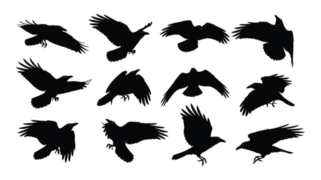 Collection of black crow silhouettes in various flight poses against a white background silhouette avian birds crows corvids feathered flying