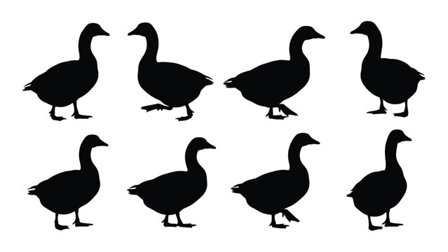 Collection Of Goose Silhouettes In Various Poses Against A White Background Silhouette geese gander greylag waterfowl bird birds avian poultry