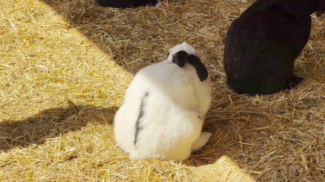 A cute white rabbit with black eye patches scratches itself contentedly on a bright bed of straw. The sunny spot feels warm and joyful, highlighting the peaceful life of the farm animals.