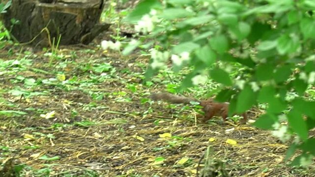Red squirrel running on the ground near large trees in the botanical garden in summer as a concept of eco-tourism and environmental conservation