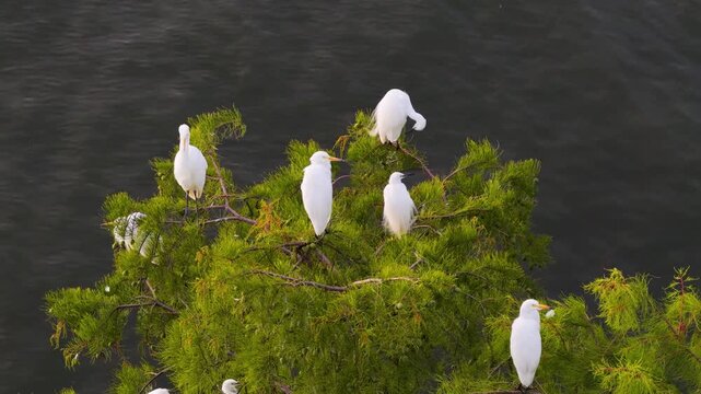 Aerial view of white egrets perching on branches over Erhai Lake, Dali, Yunnan, China, wild birds in natural scenery