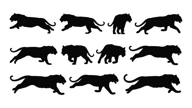 Collection Of Black Panther Silhouettes In Various Poses A Dramatic Wildlife Silhouette big cat feline predator animal graphic vector illustration