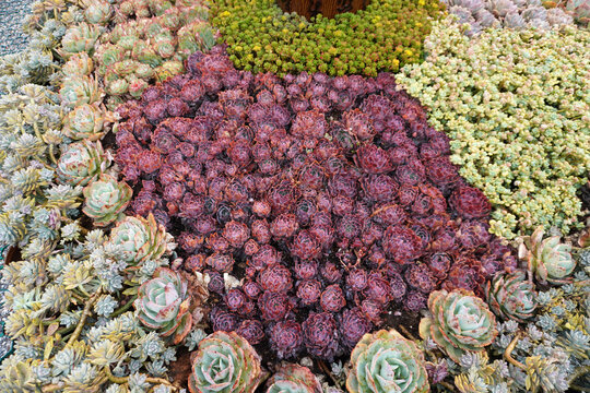 Vibrant succulent garden .The perfect low-maintenance garden inspiration