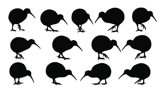 Collection Of Kiwi Bird Silhouettes In Various Poses Against A White Background Silhouette flightless new zealand apus avian ornithology fauna