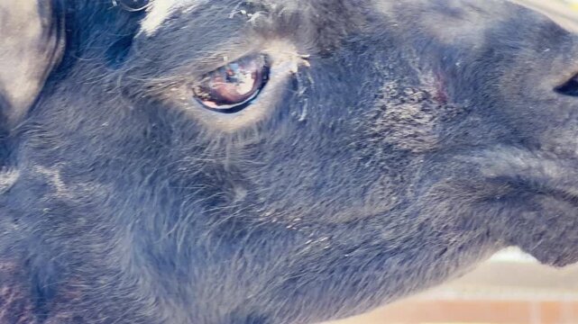 A close-up side profile of a curious black llama shows it gazing ahead at a sunny farm enclosure. The animal's soft, dark fleece and gentle dark eye create a peaceful and observant mood.