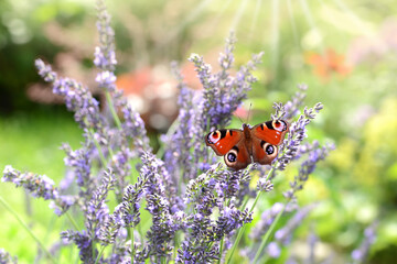 Schmetterling 1042 © K.-U. Häßler
