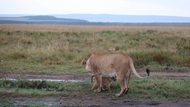 A lioness walks along a dirt track across open plains at dawn with her cub trailing behind her - Masai Mara National Reserve, Kenya | African safari wildlife nature documentary 4K B-roll