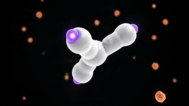 3D Animation of Antibody Molecule Structure with Glowing Antigen Binding Sites