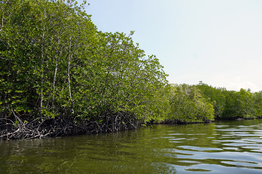 The fertile mangrove forest on the coast of Ban Tha Din Daeng, Thai Mueang District, Phang Nga Province Thailand