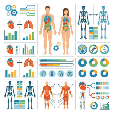 Medical infographic showing human anatomy and health data charts