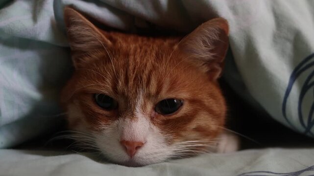 A charming ginger cat with a sleepy expression on its face, peeking out from under a soft blanket,