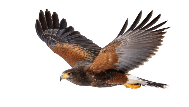 Harris hawk bird of prey in flight with wings spread