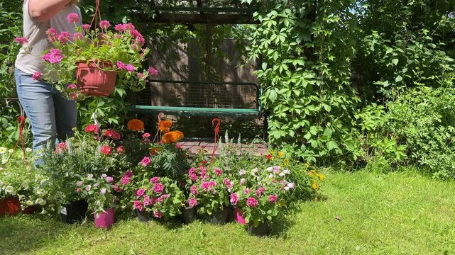 Adult woman carrying colorful hanging flower baskets toward a grapevine-covered pergola and garden swing in a lush backyard garden. Preparing floral decorations for a cozy summer outdoor 