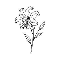Obraz premium PNG Elegant floral line art illustration.