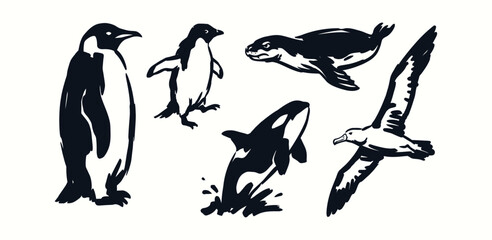 Antarctic Wildlife Ink Illustrations with Penguin Orca and Seal for Environmental Design © WS
