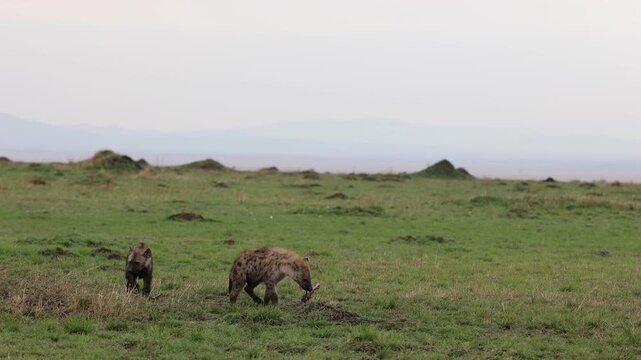 Two spotted hyenas forage across open green plains with distant hills behind them - Masai Mara National Reserve, Kenya | African safari wildlife nature documentary 4K B-roll