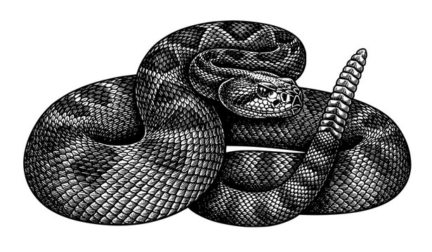Vintage Engraved South American Rattlesnake Illustration Antique Natural History Vector