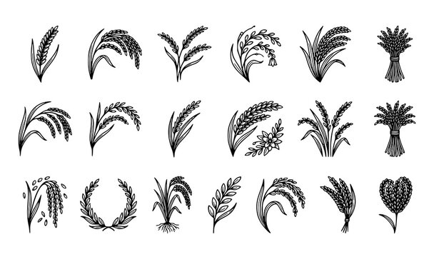 Wheat Grain Harvest and Agricultural Decorative Botanical Elements Collection